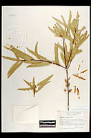 102076 Quercus viminea.jpg