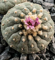 3R 01002 Ariocarpus sp..jpg