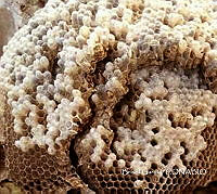 ZG013 0411 Apis mellifera.jpg