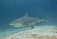 CNS1276 Carcharhinus leucas.jpg