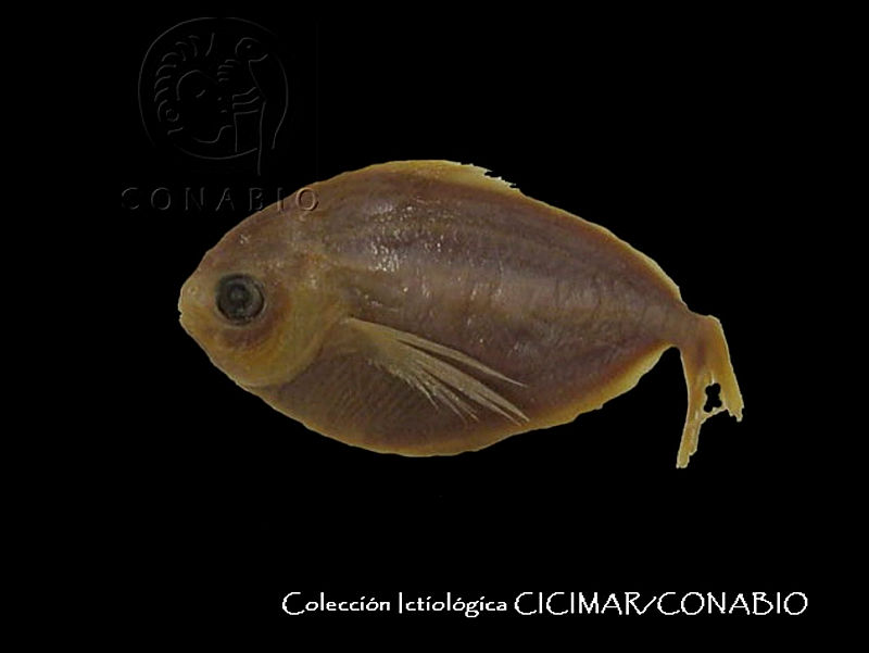 CICIMAR0396%20Peprilus%20ovatus.jpg.rSez6q 1MY1VcS9hQA3g0JtbmFja29CbnFuZ3NAbXJ6LGtwZwA.vGy3od63n 