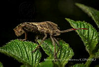 MAOM003 Piezogaster sp..jpg