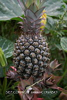 ZG018 0050 Ananas comosus.jpg