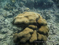 CGG0847 Orbicella annularis.JPG