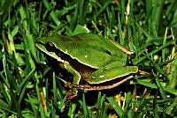 LAMA006 Dryophytes walkeri.jpg