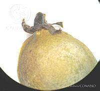 SL1586 Jatropha dioica.jpg
