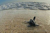 OAO0394 Chelonia mydas.jpg