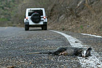 MN6NySH0018 Chironectes.jpg