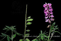 Atleq 0366 Lupinus sp..jpg
