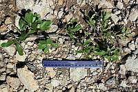 GFF0016 Quercus microphylla.JPG