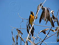 CGL3517 Icterus cucullatus.jpg