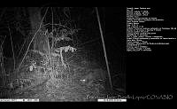 FJBL0005 Panthera onca.jpg