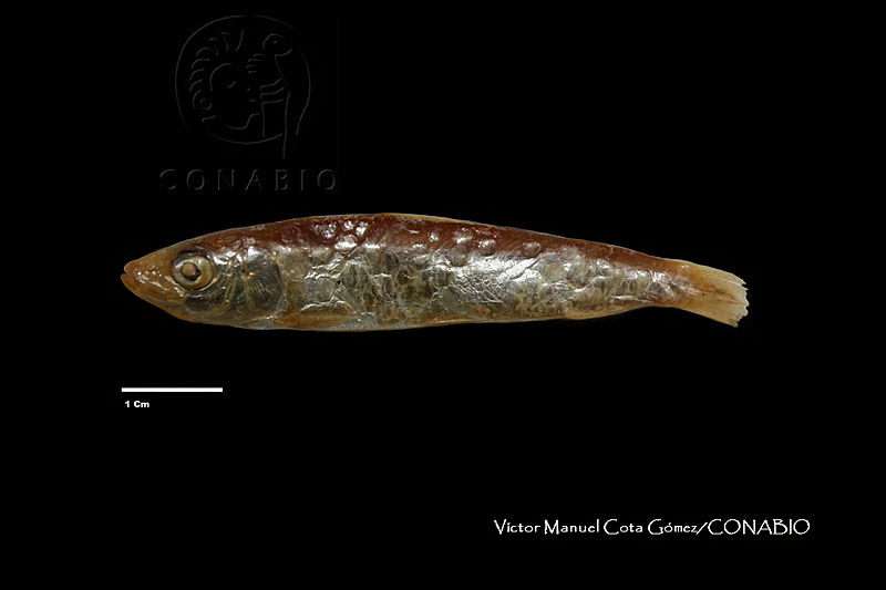 GN030%200073%20Sardinops%20sagax.jpg.rSefr5v MUWzcXNhQA3g0JtbmFja29CbnFuZ3NAbXJ6LGtwZwA.jPzbGSJnP6