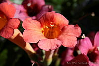 RBB0220 Distictis buccinatoria.tif