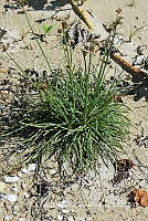 JF078 0394 Fimbristylis cymosa.jpg