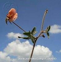 JJBC0345 Macroptilium gibbosifolium.JPG