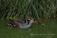 PRB0255 Gallinula galeata.jpg