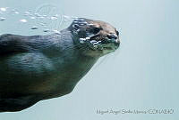 MASM04999 Lontra longicaudis.jpg