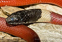 ECA0195 Coniophanes melanocephalus.jpg