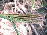 JVR0044 Chloris gayana.jpg