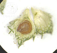 SL2682 Atriplex suberecta.jpg