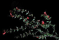 Huitz 0620 Lamourouxia xalapensis Kunth.jpg