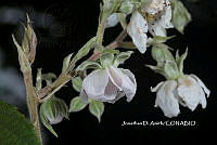 ME010 JA 00600 Rubus schiedeanus Steud., 1841.JPG