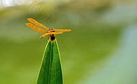 NCCM 005 Perithemis intensa.jpeg