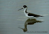 AAKVDH 0051 Himantopus mexicanus.JPG
