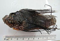 HE009 P 1558 Pez león asiático.JPG