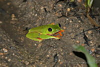 LAMH048 Agalychnis moreletii.jpg