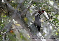 AAKVDH 0532 Campephilus guatemalensis.JPG