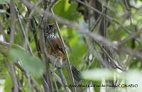 AAKVDH 0535 Turdus rufopalliatus.JPG