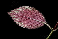 Tlatlau 0040 Achimenes grandiflora (Schltdl.) DC..jpg