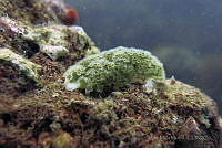 SMM014 Elysia crispata.jpg