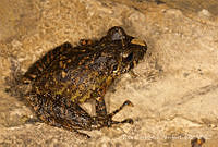 ECA0214 Craugastor galacticorhinus.jpg