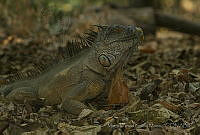 MASM05008 Iguana iguana.jpg