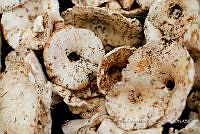 IMDOC Hong 0162 Russula brevipes.jpg