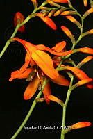 Hueyap 0817 Crocosmia crocosmiiflora.jpg