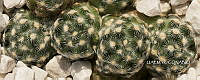 3R 01019 Mammillaria saboae.tif