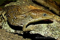 MDL0209 Gerrhonotus infernalis.jpg