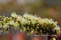 JF078 0156 Coccoloba uvifera.jpg