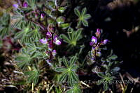 JJSE0278 Lupinus concinnus.JPG