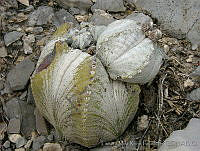 TMRP0004 Astrophytum myriostigma.jpg