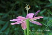 ZG014 0005 Passiflora tarminiana.jpg