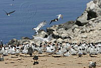 CNS0968 Thalasseus elegans.jpg