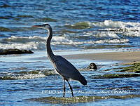 NBA149 Ardea herodias.jpg