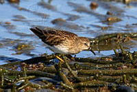 VOAP0028 Calidris minutilla.jpg