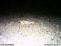 MAGB 0265 Lynx rufus.JPG