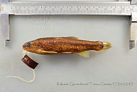 RQTG1183 Campostoma ornatum.jpg